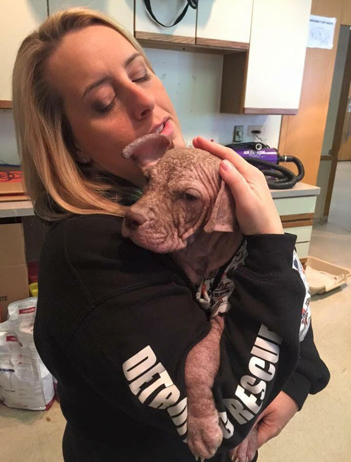 Teljesen kihullott a szőre az elhagyott kiskutyáknak Teljesen kihullott a szőre az elhagyott kiskutyáknak