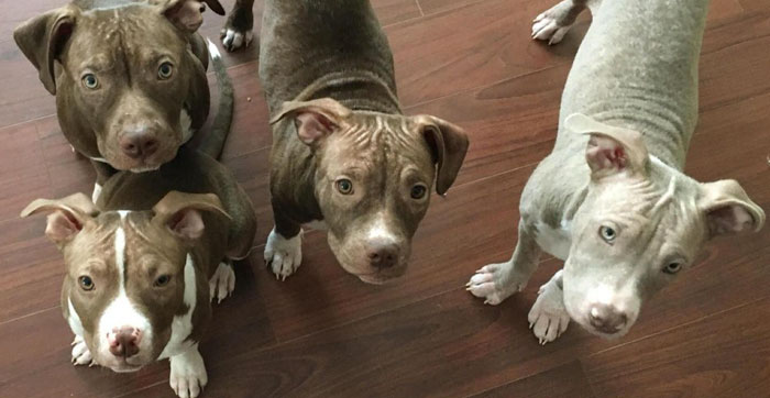 Teljesen kihullott a szőre az elhagyott kiskutyáknak Teljesen kihullott a szőre az elhagyott kiskutyáknak