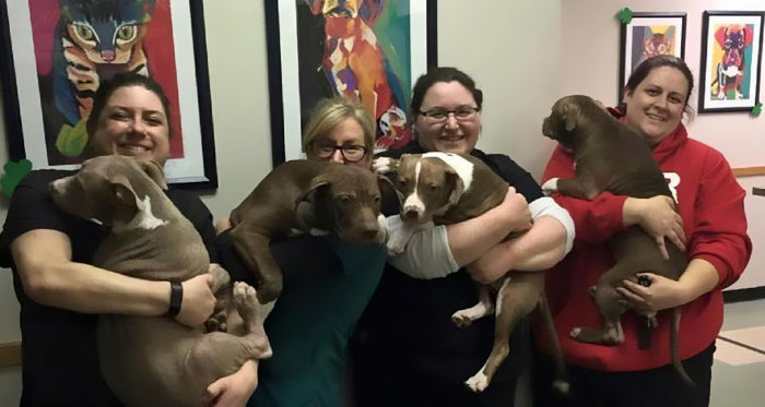 Teljesen kihullott a szőre az elhagyott kiskutyáknak Teljesen kihullott a szőre az elhagyott kiskutyáknak