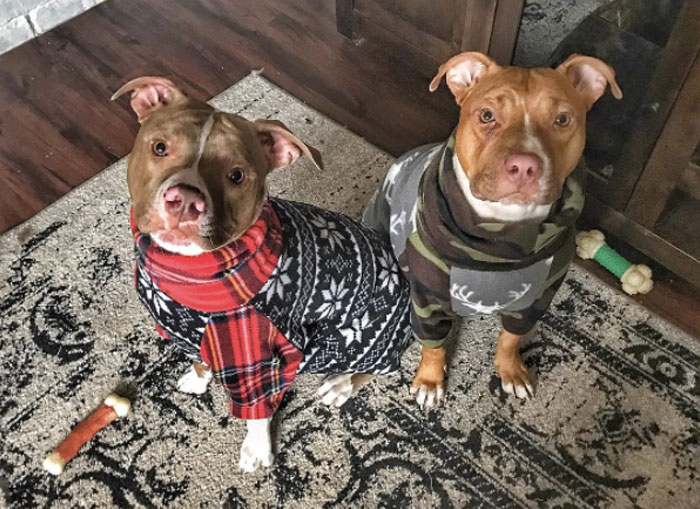 Teljesen kihullott a szőre az elhagyott kiskutyáknak