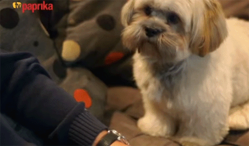 Ezért kell hámozva enni a kaliforniai paprikát - egy teljes napon át néztem a Paprika Tv-t Ezért kell hámozva enni a kaliforniai paprikát - egy teljes napon át néztem a Paprika Tv-t