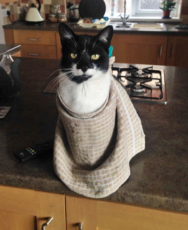 10 gazdi, aki már nagyon bánja, hogy másra bízta kedvencét 10 gazdi, aki már nagyon bánja, hogy másra bízta kedvencét