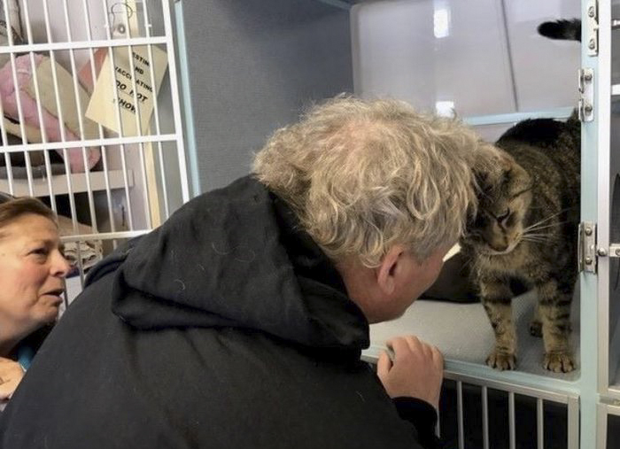 Facebookon találta meg két éve eltűnt macskáját