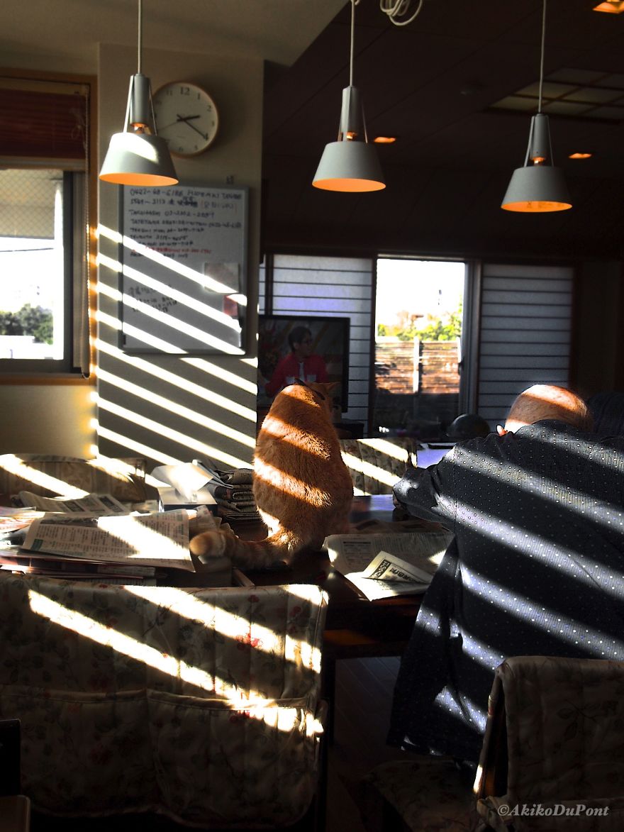 Teljesen felforgatta a beteg nagypapa életét a macska - megható fotók