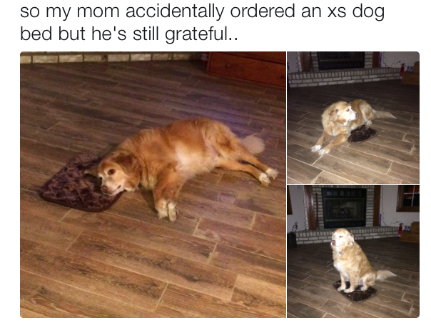 Még a pocsék ajándékért is nagyon hálás a kutya