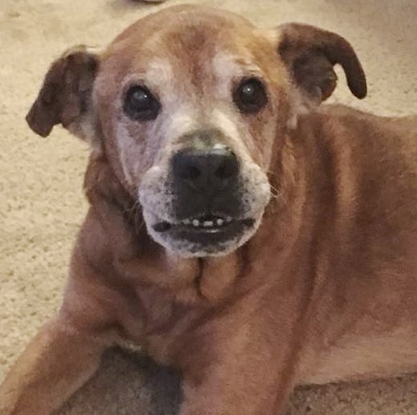 17 évesen fogadták örökbe kutyájukat – megélte első gyermeküket 