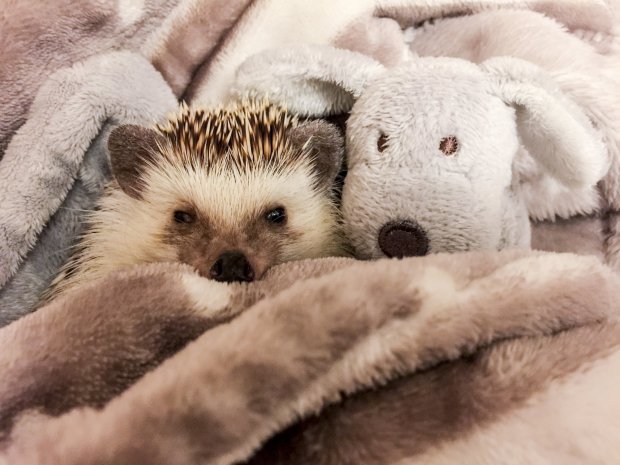 Fogadjunk, hogy nem ismersz ennél boldogabb sündisznót