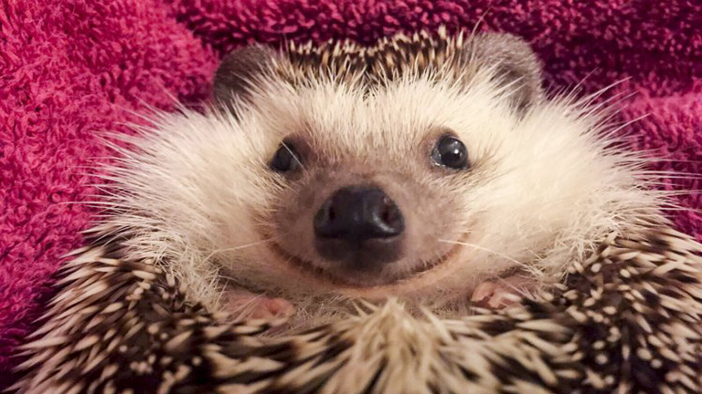 Fogadjunk, hogy nem ismersz ennél boldogabb sündisznót