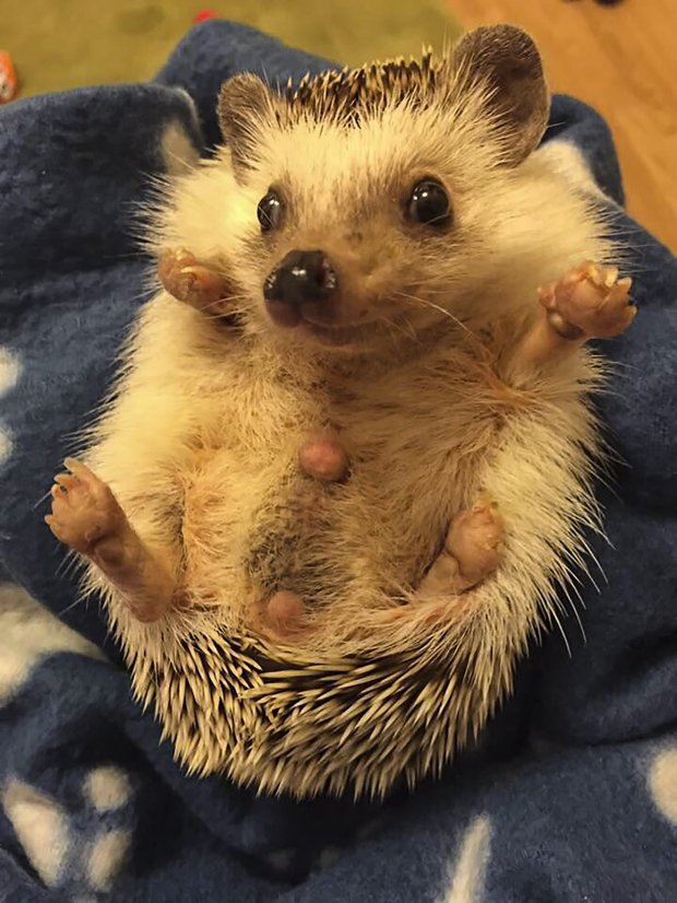 Fogadjunk, hogy nem ismersz ennél boldogabb sündisznót