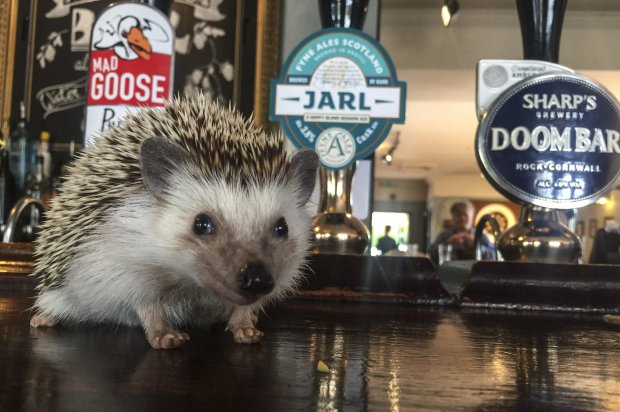 Fogadjunk, hogy nem ismersz ennél boldogabb sündisznót