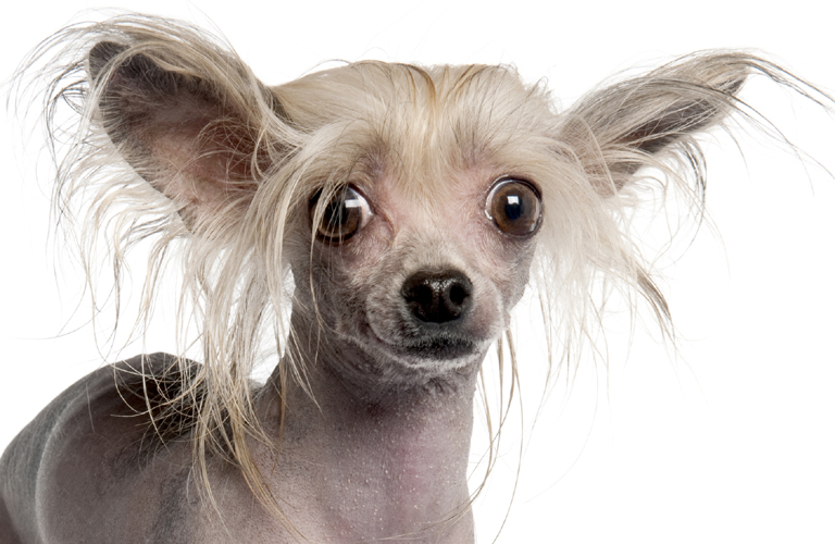 Hamis kutyákat árulnak a neten