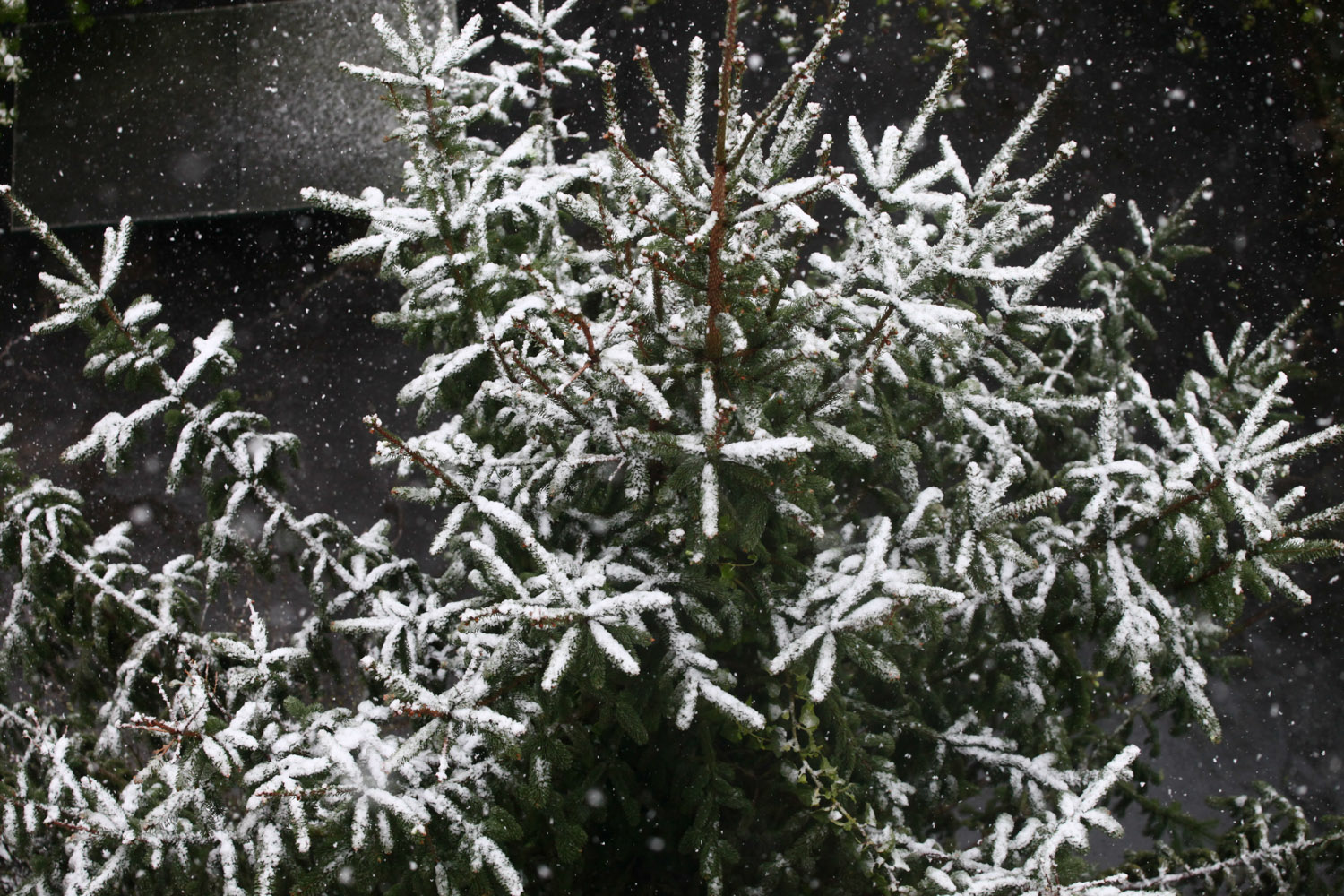 Nézd meg az áprilisi hóesést! - fotók Nézd meg az áprilisi hóesést! - fotók