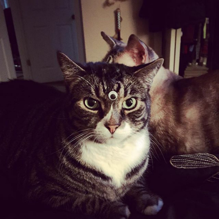 10 kép, amit zseniálissá tett egy pár gülü szem 10 kép, amit zseniálissá tett egy pár gülü szem