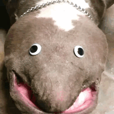 10 kép, amit zseniálissá tett egy pár gülü szem 10 kép, amit zseniálissá tett egy pár gülü szem