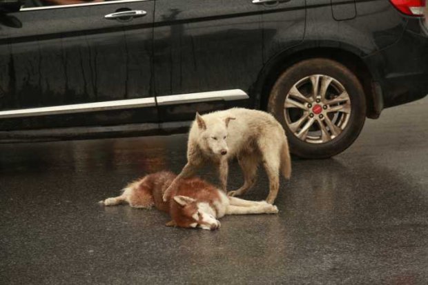 Testével védelmezte elütött társát a kutya Testével védelmezte elütött társát a kutya