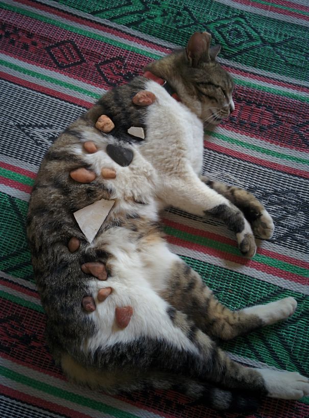 Ezért ne bízd gyerekekre a házikedvenceket