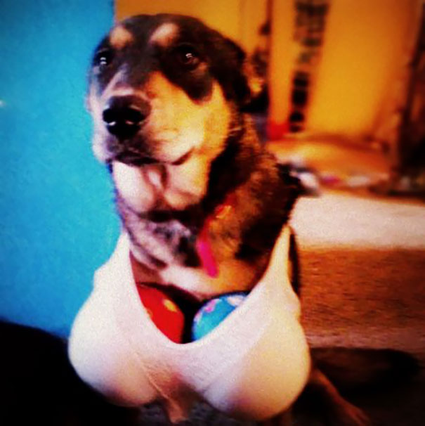 Ezért ne bízd gyerekekre a házikedvenceket