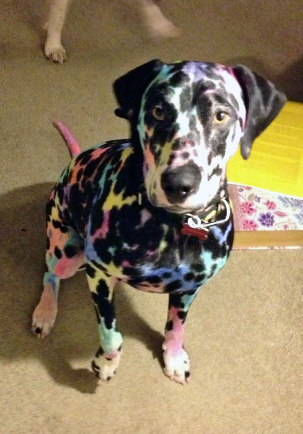 Ezért ne bízd gyerekekre a házikedvenceket