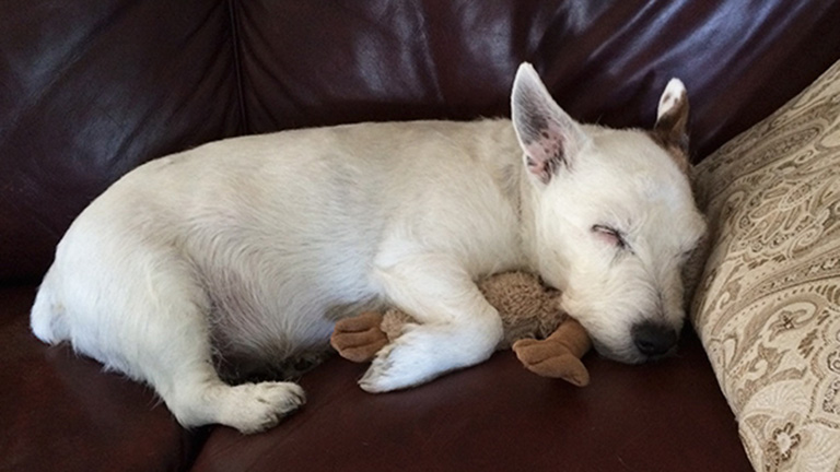 15 cuki kép, ami bebizonyítja, hogy az állatoknak is kell egy szőrös alvótárs