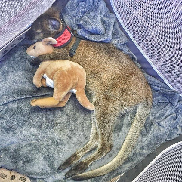 15 cuki kép, ami bebizonyítja, hogy az állatoknak is kell egy szőrös alvótárs