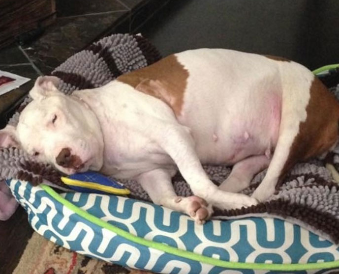 Tűzoltók mentették meg az éhhaláltól a gazdátlan kutyát – csodásan átalakult Tűzoltók mentették meg az éhhaláltól a gazdátlan kutyát – csodásan átalakult