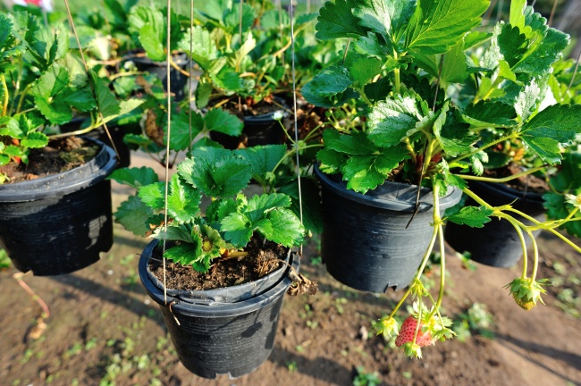 8 megoldás a kertbe, ami valóra váltja a kertészek álmait 8 megoldás a kertbe, ami valóra váltja a kertészek álmait