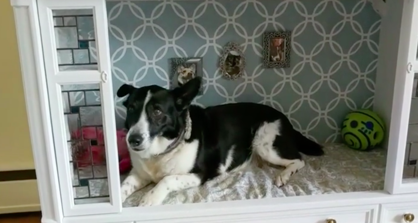 Menő kutyaágyat csinált a régi tévéjéből a zseniális gazdi