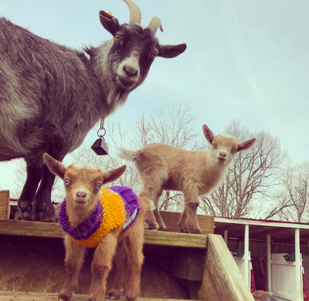 A kecskebébis instagram oldal az egyetlen instagram oldal, amit követned kell A kecskebébis instagram oldal az egyetlen instagram oldal, amit követned kell