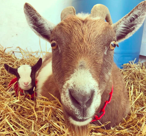 A kecskebébis instagram oldal az egyetlen instagram oldal, amit követned kell A kecskebébis instagram oldal az egyetlen instagram oldal, amit követned kell