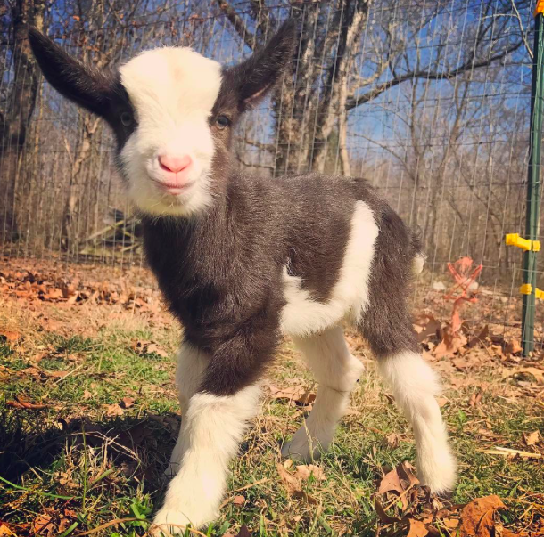 A kecskebébis instagram oldal az egyetlen instagram oldal, amit követned kell