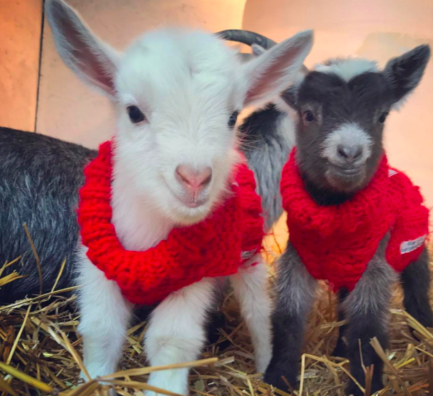 A kecskebébis instagram oldal az egyetlen instagram oldal, amit követned kell A kecskebébis instagram oldal az egyetlen instagram oldal, amit követned kell