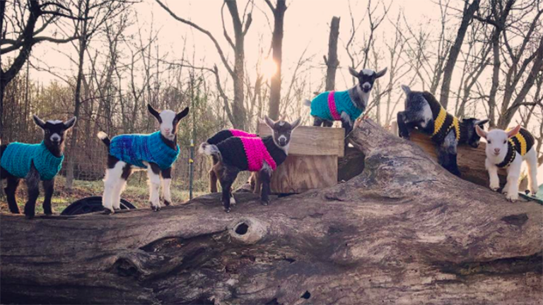 A kecskebébis instagram oldal az egyetlen instagram oldal, amit követned kell A kecskebébis instagram oldal az egyetlen instagram oldal, amit követned kell