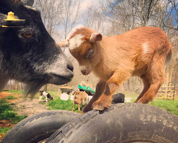 A kecskebébis instagram oldal az egyetlen instagram oldal, amit követned kell