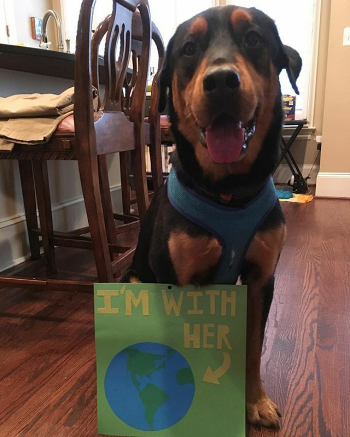 10 nagyon okos kutya, aki tüntetett a tudományért