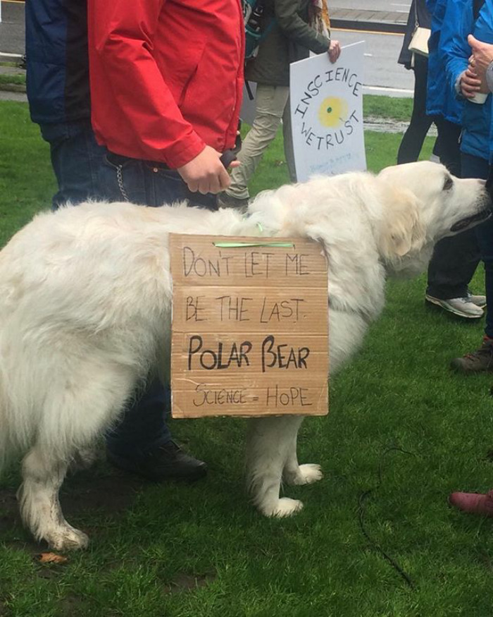10 nagyon okos kutya, aki tüntetett a tudományért
