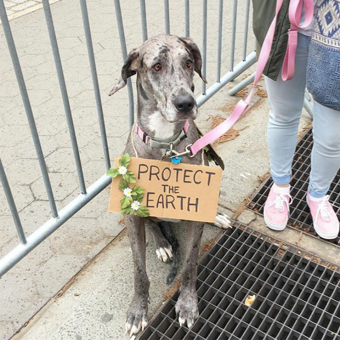 10 nagyon okos kutya, aki tüntetett a tudományért