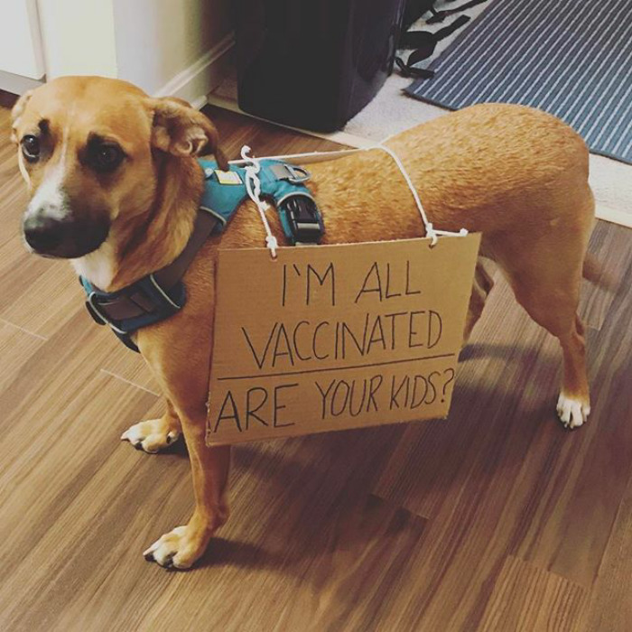 10 nagyon okos kutya, aki tüntetett a tudományért