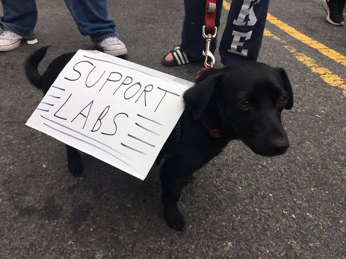 10 nagyon okos kutya, aki tüntetett a tudományért