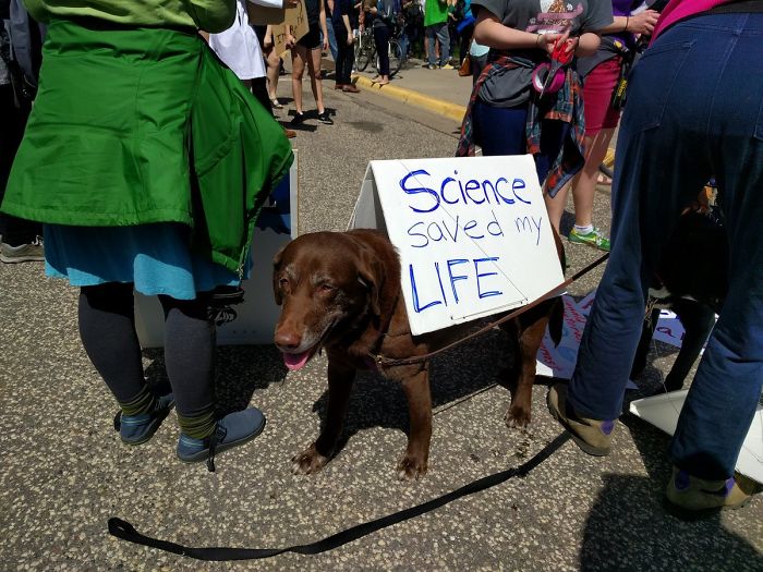 10 nagyon okos kutya, aki tüntetett a tudományért