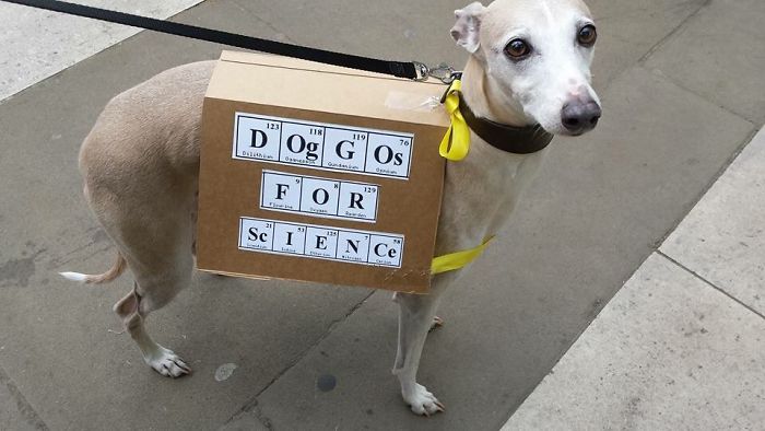 10 nagyon okos kutya, aki tüntetett a tudományért