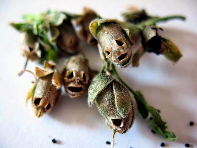 Halálfejjé változnak az elszáradt virágok - fotók Halálfejjé változnak az elszáradt virágok - fotók