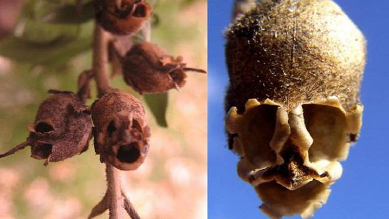 Halálfejjé változnak az elszáradt virágok - fotók Halálfejjé változnak az elszáradt virágok - fotók