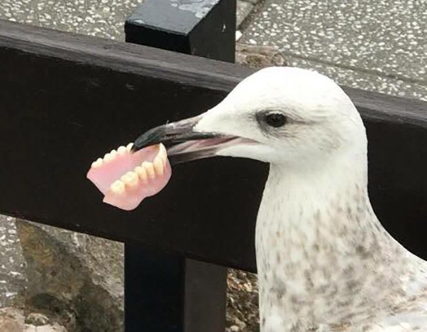 Elég szokatlan zsákmányt szerzett a sirály
