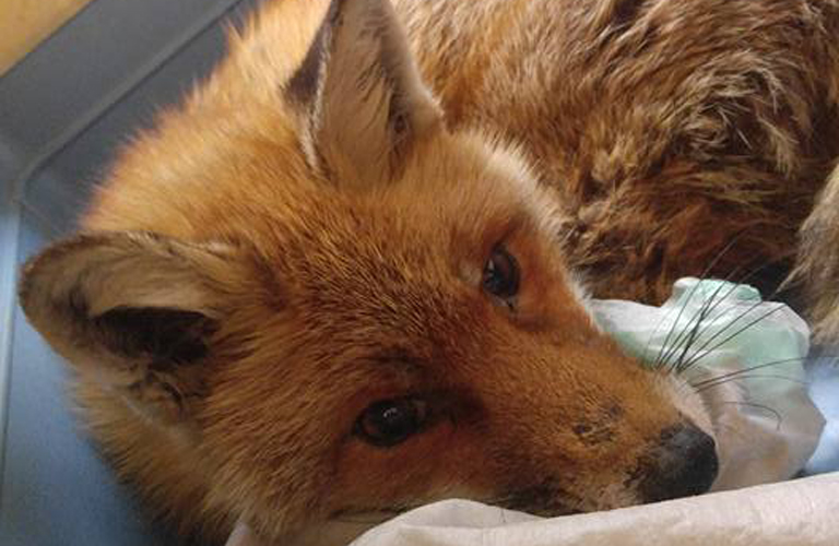 Elpusztult Fagyi, a róka