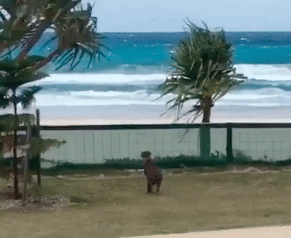 Vicces videó: a labdázás kedvéért még repülni is megtanult a lelkes kutya Vicces videó: a labdázás kedvéért még repülni is megtanult a lelkes kutya