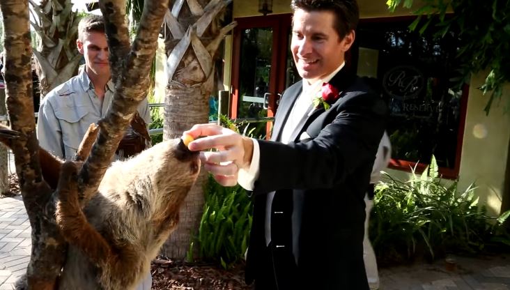 Állatkerti esküvő