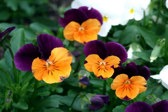 Tippek nyári balkonládákhoz