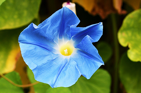 Tippek nyári balkonládákhoz