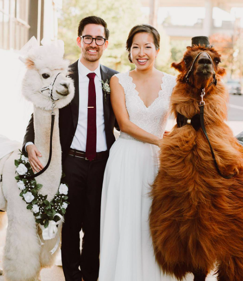 Jelmezes lámákat bérelnél az esküvődre? Semmi akadálya.