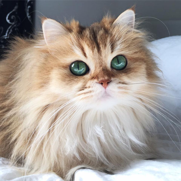 Ő Smoothie a macska (Fotó: Smoothie the Cat Facebook)